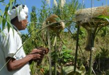 বান্দরবানে খেয়াংদের নবান্ন উৎসব