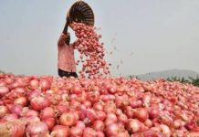 ভারতে পেঁয়াজের কেজি ৬ রুপি!