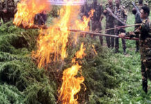 খাগড়াছড়িতে ২শ’ বিঘা গাঁজা ক্ষেত ধ্বংস করলো সেনাবাহিনী