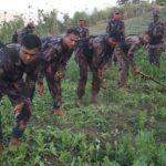 বান্দরবানে থানচিতে পপিক্ষেত ধ্বংস করলো বিজিবি