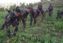 বান্দরবানে থানচিতে পপিক্ষেত ধ্বংস করলো বিজিবি