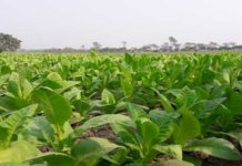 করোনাভাইরাসের ভ্যাকসিন তৈরি হবে তামাক গাছ থেকে