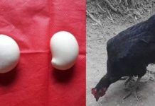 লামায় আম আকৃতির মুরগির ডিম !