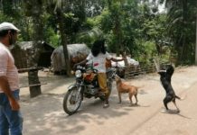 বাবুল হোসেনের দেওয়া খাবারে বেঁচে আছে ২০টি কুকুর