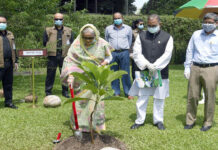দেশে বনভূমির পরিমাণ ২৫ শতাংশে উন্নীত করবো: প্রধানমন্ত্রী