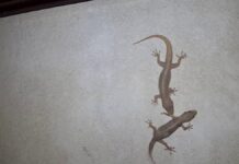 ঘরে টিকটিকির উপদ্রব?