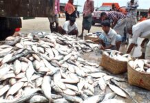 ৪ নভেম্বর পর্যন্ত ইলিশ ধরায় নিষেধাজ্ঞা জারি