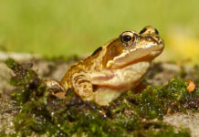 মশা নিধনে ব্যাঙ আমদানি!