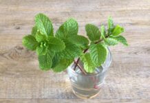 মশা নিধন করুন ঘরোয়া উপায়ে