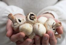 মাশরুম চাষ: খুলছে বান্দরবানের গ্রামীণ নারীদের স্বনির্ভরতার দুয়ার