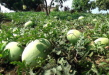 রাঙামাটিতে তরমুজের ফলন ভালো হলেও দাম না পাবার আশঙ্কায় চাষীরা