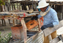 বান্দরবানে মৌ চাষে বাড়ছে আগ্রহ