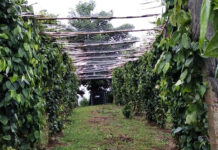 পাহাড়ি কৃষিতে নতুন স্বপ্ন দেখাবে গোলমরিচ