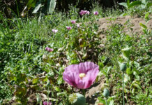 বান্দরবানের থানচিতে ৪৫ একর পপিক্ষেত ধ্বংস করলো বিজিবি