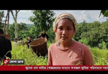 বান্দরবানে বিনা পয়সায় জুমের ধান কেটে দিলো শিক্ষার্থীরা