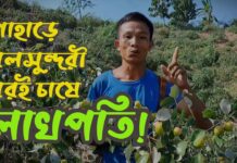 বরই চাষে লাখপতি হলেন তিন ভাই