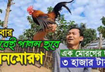 এক মোরগের দাম ৩ হাজার টাকা! বনমোরগ পালন করে সফল চাষী