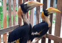 বান্দরবান থেকে পাঠানো হলো ডুলাহাজারা সাফারি পার্কে থানচিতে মানুষের সঙ্গ ছেড়ে বনে গেলো না রাজধনেশের ছানা, অবশেষে সাফারি পার্কে