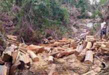 বান্দরবানের দুর্গম এলাকায় বন ধ্বংসের মহোৎসব, সংবাদ প্রকাশের পর অভিযান