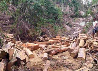 বান্দরবানের দুর্গম এলাকায় বন ধ্বংসের মহোৎসব, সংবাদ প্রকাশের পর অভিযান